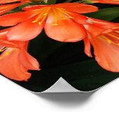 Clivia Miniata - de Oranje prachtige ventilator Poster (Hoek)