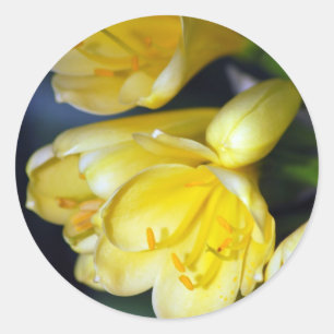 Clivia's overvloed ronde sticker