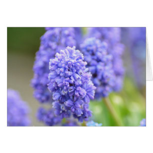 Cloches bleues