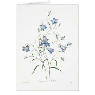 Clochette de Campanula