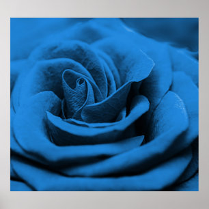 Close-up blauw rood roos, macro schoonheid. poster