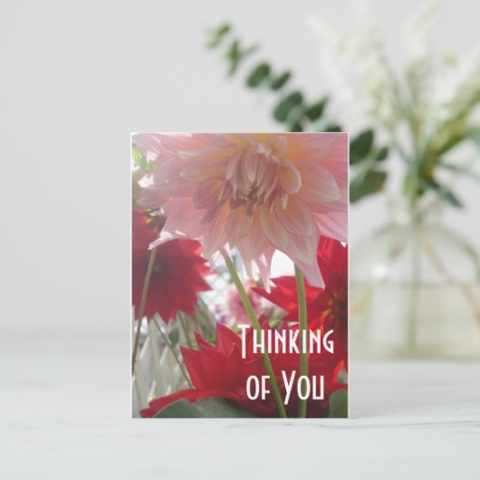 Close Up Dahlia Bloemen in Roze en Rood Briefkaart (Staand voorkant)