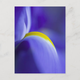 Close-up detail van een Blue Flag iris. Briefkaart