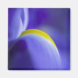 Close-up detail van een Blue Flag iris. Magneet