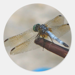 Close-up Dragonfly Ronde Sticker