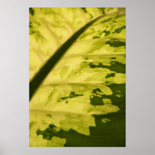 Close-up foto van Dieffenbachia Poster