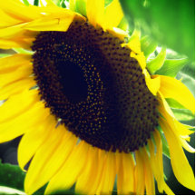 Close Up Foto van een Zonnebloem