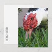 Close-up foto van het oog van de eend briefkaart (Voorkant / Achterkant)