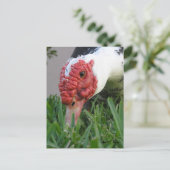 Close-up foto van het oog van de eend briefkaart (Staand voorkant)