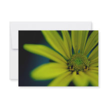 Close-up Gele Wildflower