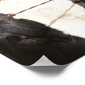 Close-up Gezicht van Rode, Witte Holstein Dairy Ko Poster (Hoek)