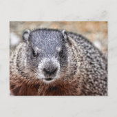 Close-up Groundhog Portret Briefkaart (Voorkant)