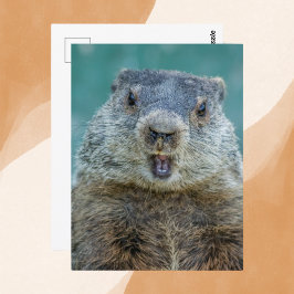 Close-up Groundhog Portret Briefkaart
