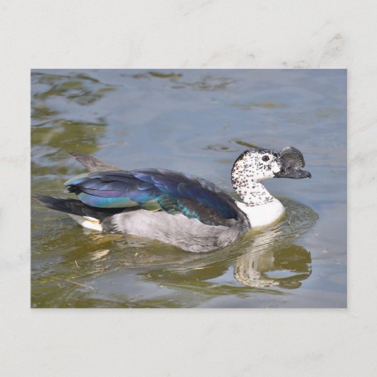 Close-up mannelijke knobbelige eend briefkaart (Voorkant)