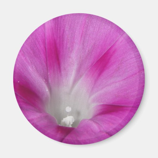 Close-up Morning Glory Magnet Magneet (Voorkant)