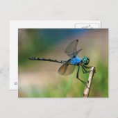 Close-Up Of A Blue Dragon Fly On A Branch Briefkaart (Voorkant / Achterkant)