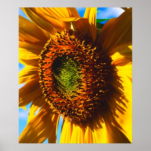 Close-up of a sunflower poster (Voorkant)