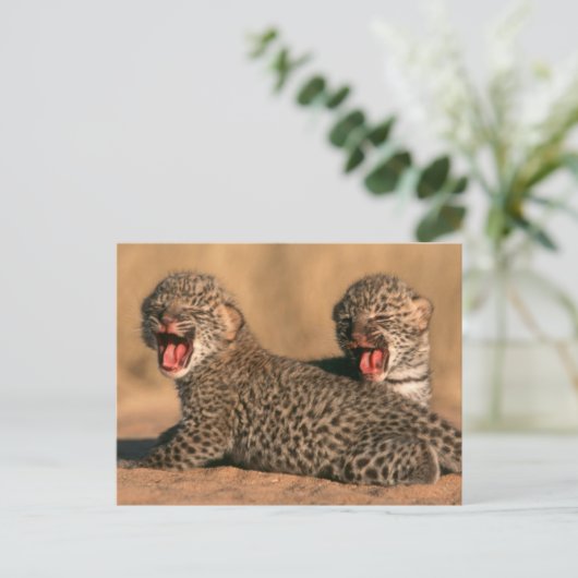 Close-Up Of New Born Leopard (Panthera Pardus) Briefkaart (Staand voorkant)