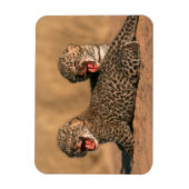 Close-Up Of New Born Leopard (Panthera Pardus) Magneet (Verticaal)