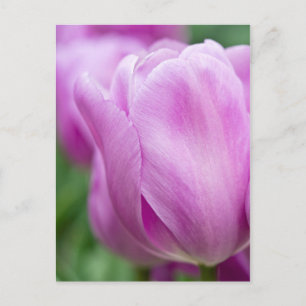 Close-up of tulip briefkaart