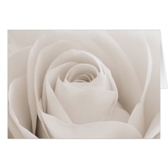 Close up of White Rose (Devant horizontal)