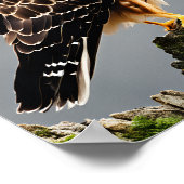 Close-up Portret van een Hawk Poster (Hoek)