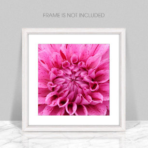 Close-up Roze Dahlia (Roze Bloem) Foto afdrukken Afdruk