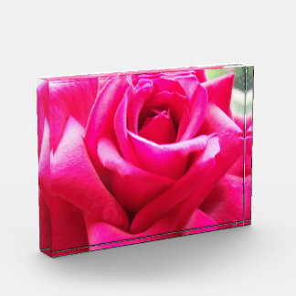 Close-up roze roos fotoblokken