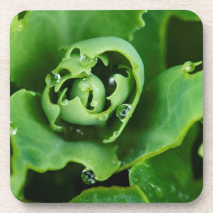 Close-up, sappige plant met waterdruppels drankjes onderzetter