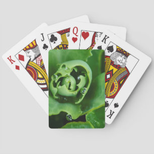 Close-up, sappige plant met waterdruppels pokerkaarten
