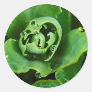 Close-up, sappige plant met waterdruppels ronde sticker