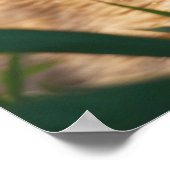 *~* Close Up Tabby Kitty Cat 5:4 katje Poster (Hoek)