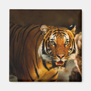 Close-up Tiger Magneet