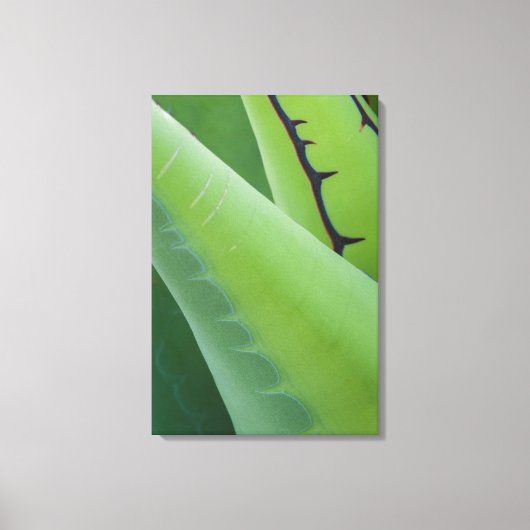 Close-up van agave canvas afdruk (Voorkant)