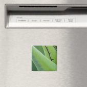Close-up van Agave Magneet (Insitu (Vaatwasser))