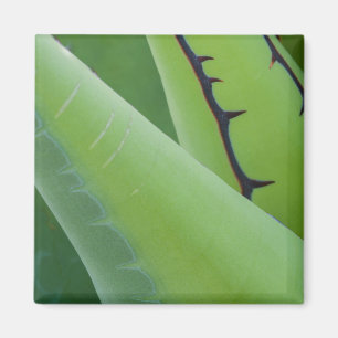 Close-up van Agave Magneet