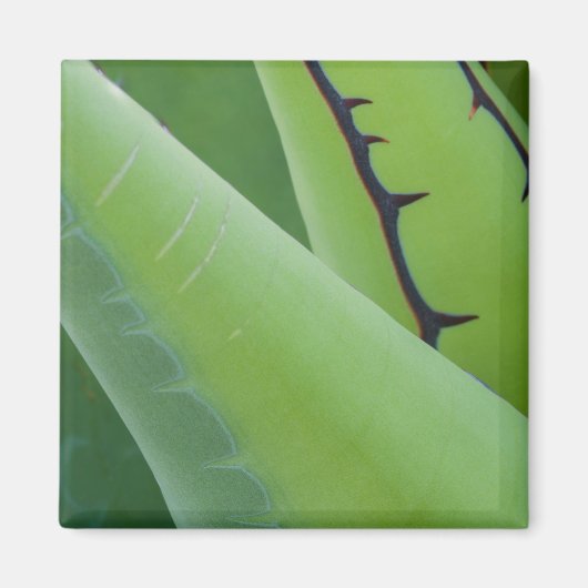 Close-up van Agave Magneet (Voorkant)