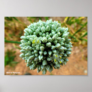 Close-up van Allium, wilde ui bloesem Poster