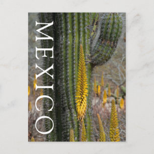 Close-up van cactus en agave briefkaart