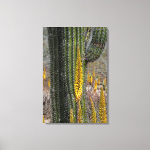 Close-up van cactus en agave canvas afdruk