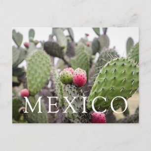 Close-up van cactusvijg briefkaart