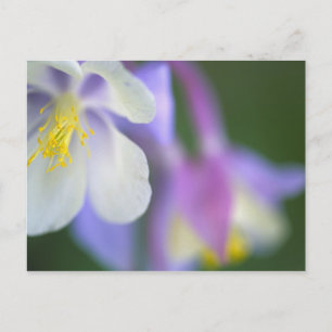 Close-up van Colorado Columbine bloem. Briefkaart