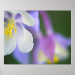 Close-up van Colorado Columbine bloem. Poster