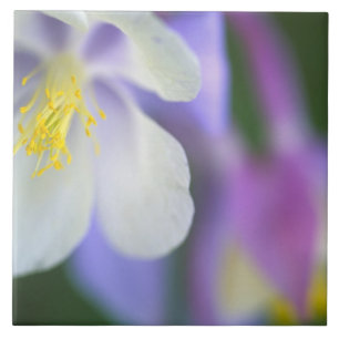 Close-up van Colorado Columbine bloem. Tegeltje