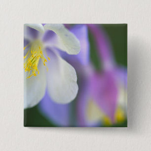Close-up van Colorado Columbine bloem. Vierkante Button 5,1 Cm