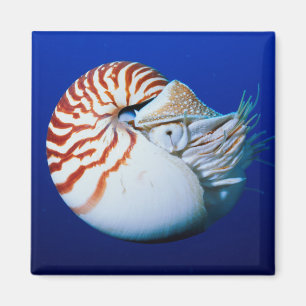 Close-up van de Nautilus Magneet
