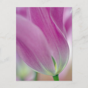 Close-up van de onderkant van tulp bloem, 2 briefkaart