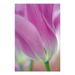 Close-up van de onderkant van tulp bloem, 2 foto afdruk