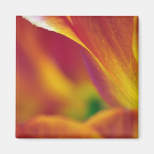 Close-up van de onderkant van tulp bloem, 4 magneet