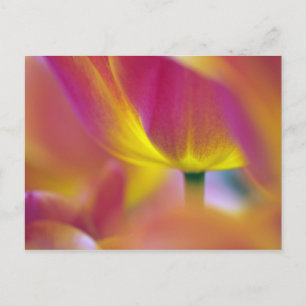 Close-up van de onderkant van tulp bloem, Kuekenho Briefkaart